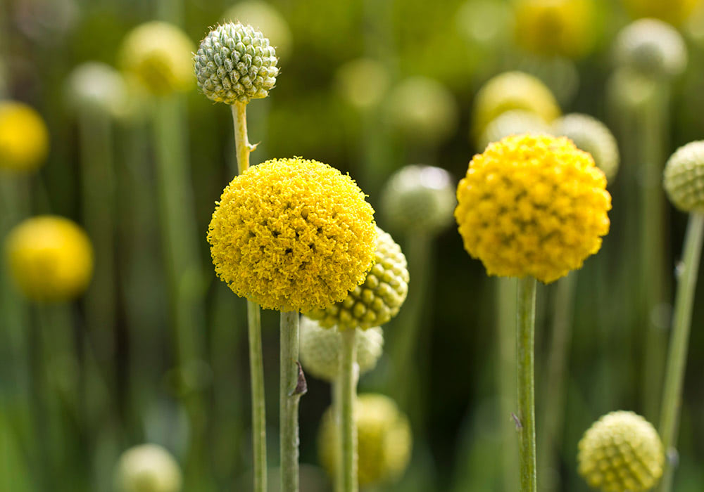 Bright yellow, spherical flowers, resembling small pom-poms, bloom on slender green stems against a blurred green background, creating a vibrant field of striking, upright floral arrangements.