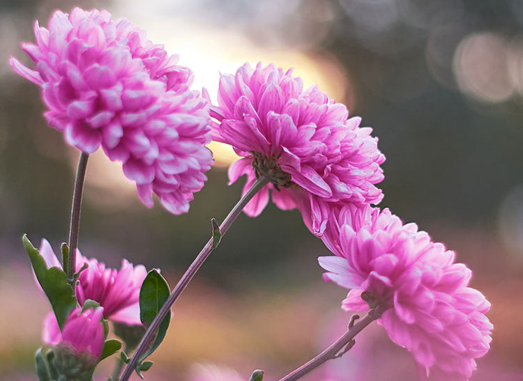 Pink chrysanthemums are blooming on slender stems, set against a softly blurred outdoor background with warm sunlight filtering through, creating a serene and ethereal ambiance.