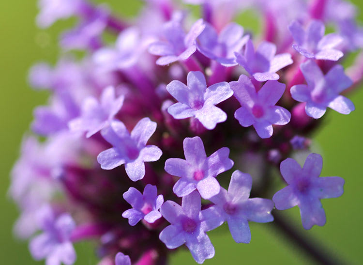 Purple flowers clustered together bloom vibrantly, with delicate petals radiating under soft daylight, set against a blurred green background.