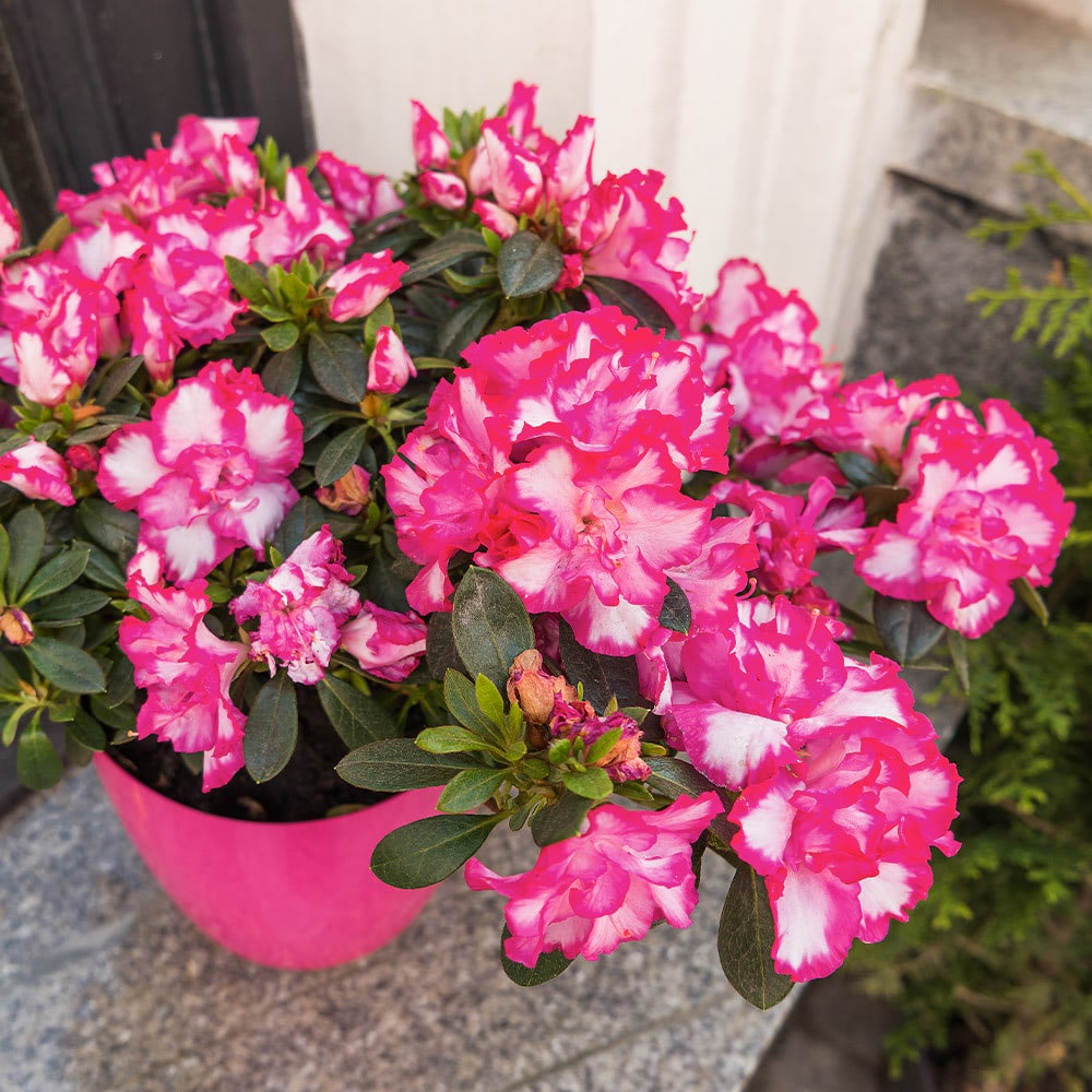 A bright pink azalea plant thrives on a sunny front porch