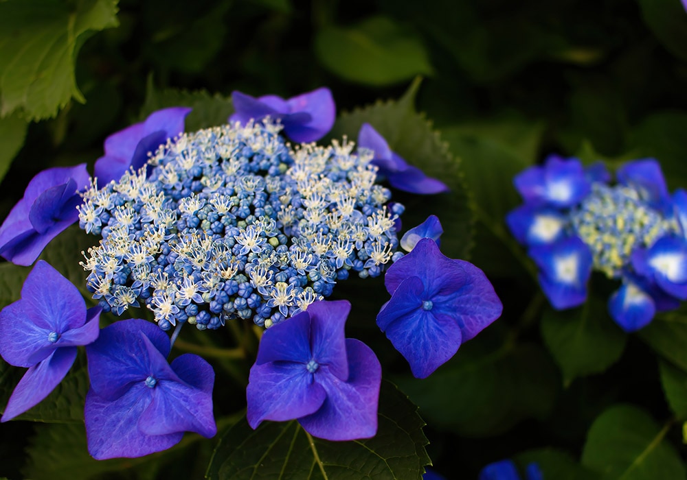 Clusters of bright blue and white hydrangea flowers bloom amidst lush green foliage.