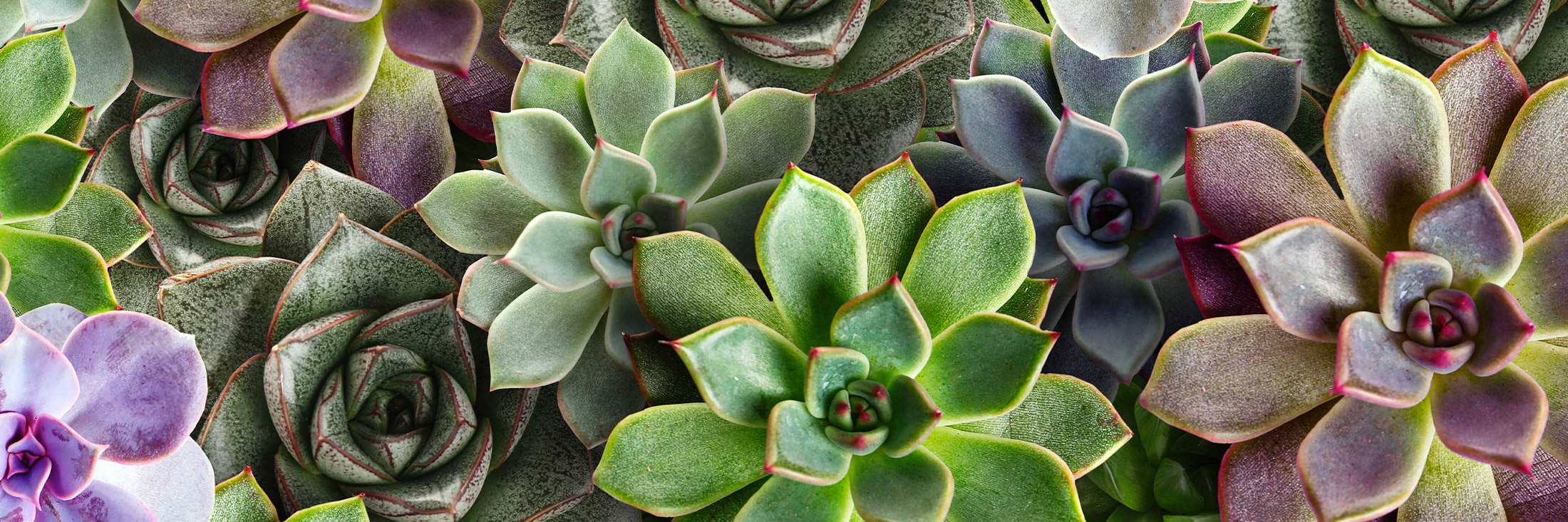 Succulent plants, in varying shades of green, purple, and gray, are tightly grouped together, displaying their rosette-like leaf patterns. The context is a close-up shot emphasizing their diverse colors and textures.