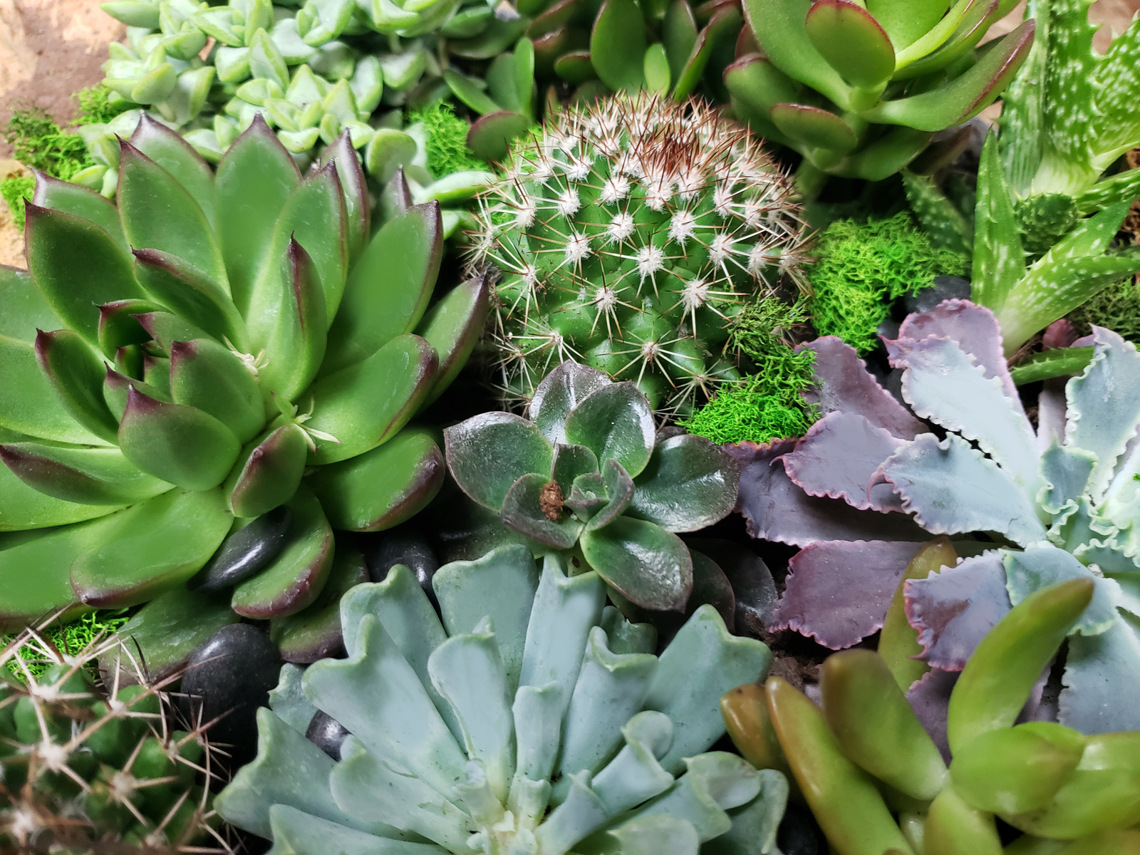 Succulent and Cacti Gifts | Freytag's Florist Austin TX