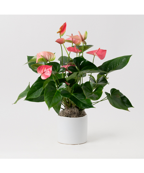 Deluxe Pink Anthurium