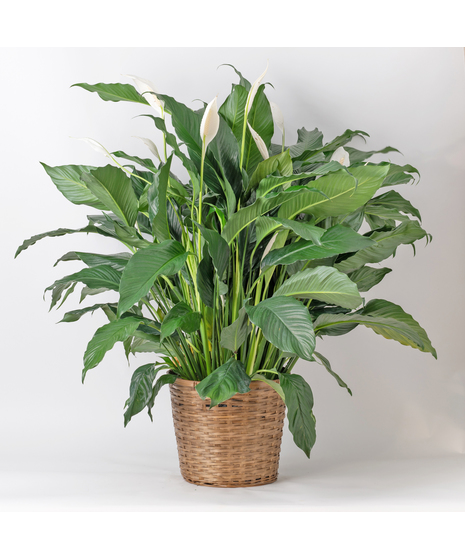 Large Spathiphyllum Plant