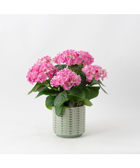 Pink Hydrangea flowering plant. 