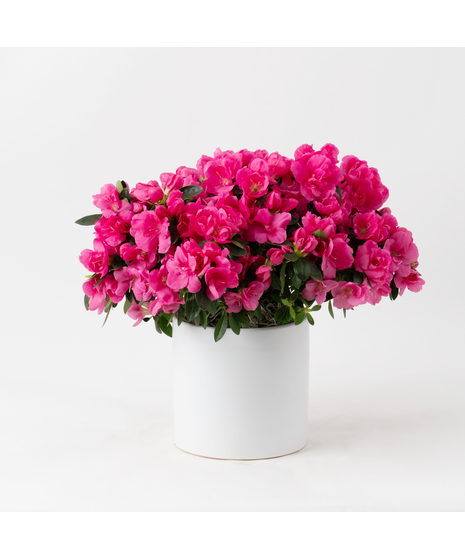 Pink azalea flowering plant in an upgraded white ceramic cylinder pot. 