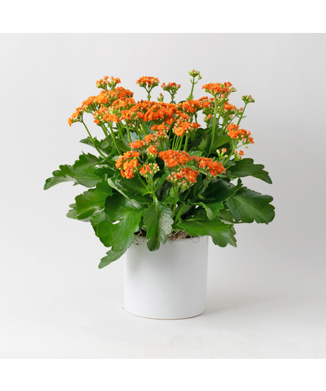 Deluxe-Orange-Kalanchoe flowering plant. 