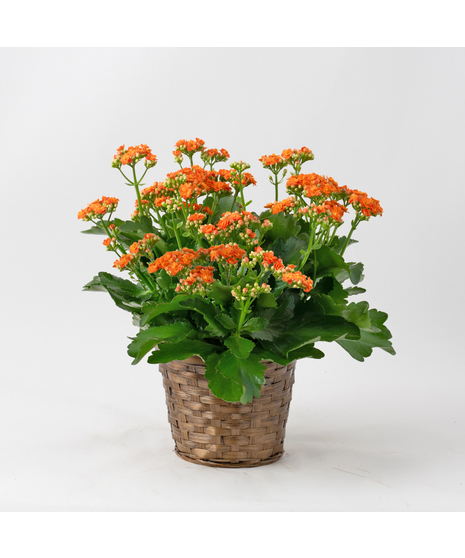 Orange Kalanchoe