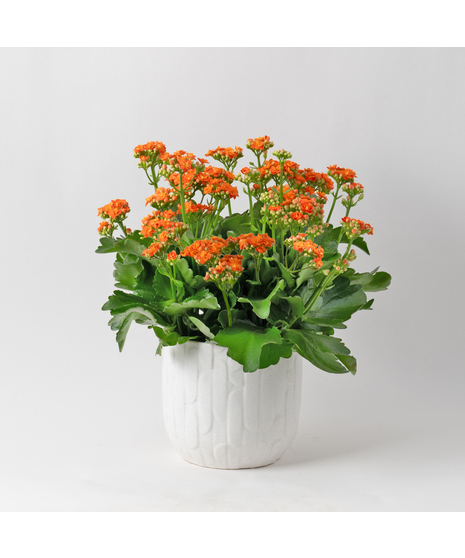 Deluxe-Orange-Kalanchoe flowering plant. 