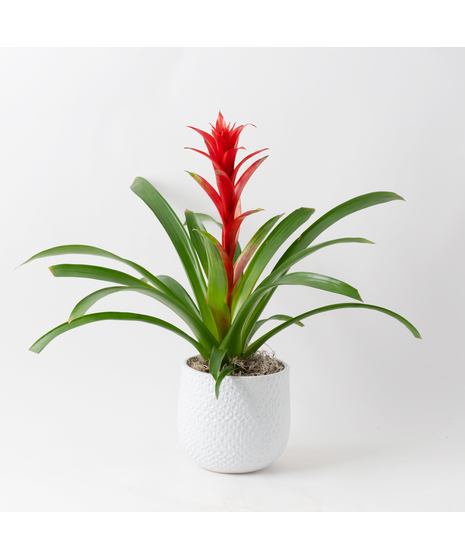 A perfect and glowing Bromeliad blooming plant.