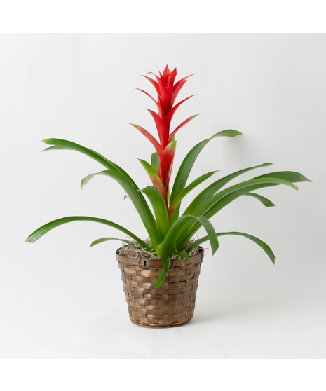 Tropic Bromeliad