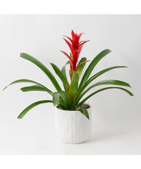 A perfect and glowing Bromeliad blooming plant.