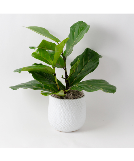 The Ficus Lyrata, commonly known as the Fiddle Leaf Fig, is a stunning green plant that stands out as a unique and thoughtful gift for any occasion.