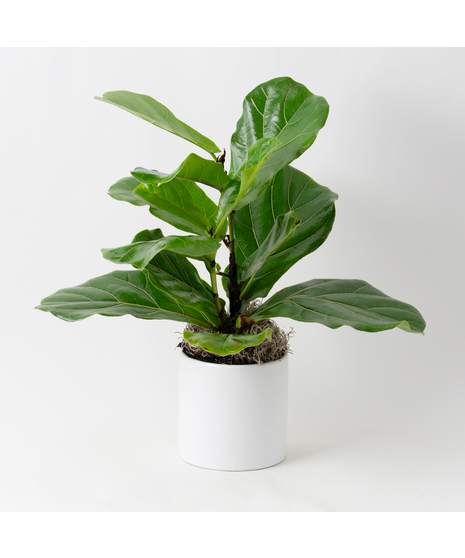 The Ficus Lyrata, commonly known as the Fiddle Leaf Fig, is a stunning green plant that stands out as a unique and thoughtful gift for any occasion.