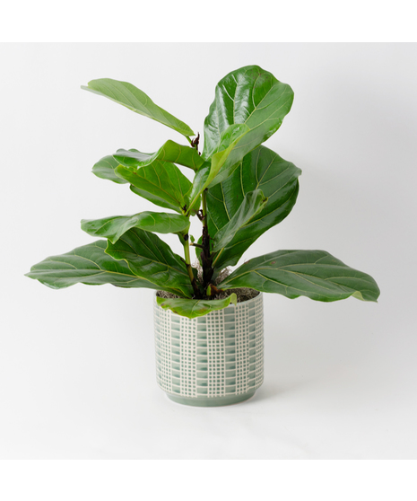 The Ficus Lyrata, commonly known as the Fiddle Leaf Fig, is a stunning green plant that stands out as a unique and thoughtful gift for any occasion.