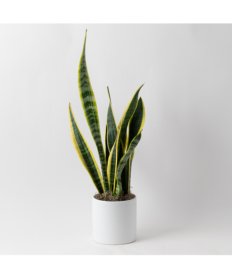 The Snake Plant, a member of the Asparagaceae family, is scientifically known as Sansevieria trifasciata.