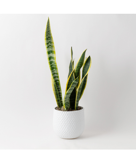 The Snake Plant, a member of the Asparagaceae family, is scientifically known as Sansevieria trifasciata.