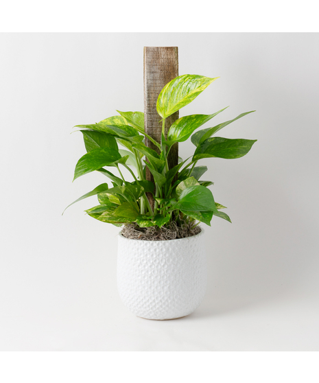 Deluxe Pothos Pole Ivy