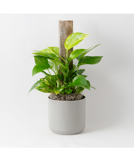 This petite pothos pole ivy plant is easy to care for and does well with moderate light in the home or office.