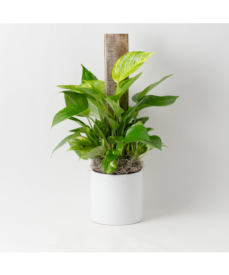 This petite pothos pole ivy plant is easy to care for and does well with moderate light in the home or office.