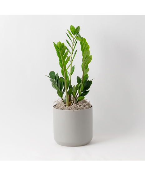  This 6 in. indoor ZZ Plant is ideal for any office or home decor with its shiny, waxy green leaves. 