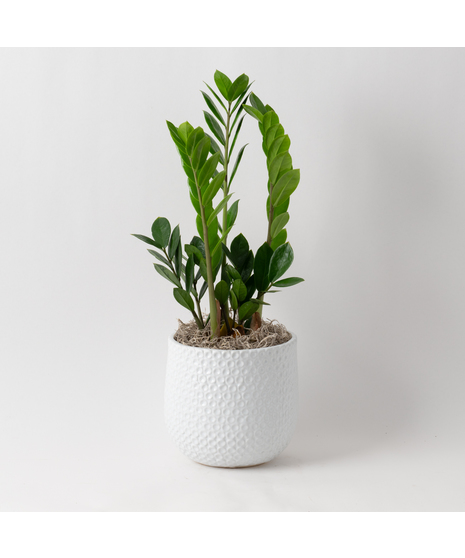  This 6 in. indoor ZZ Plant is ideal for any office or home decor with its shiny, waxy green leaves. 