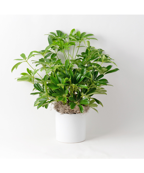 The 6-inch Deluxe Arboricola plant is an easy-to-care-for houseplant that thrives in sunlight.