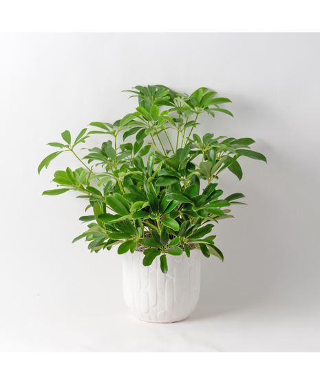 The 6-inch Deluxe Arboricola plant is an easy-to-care-for houseplant that thrives in sunlight.