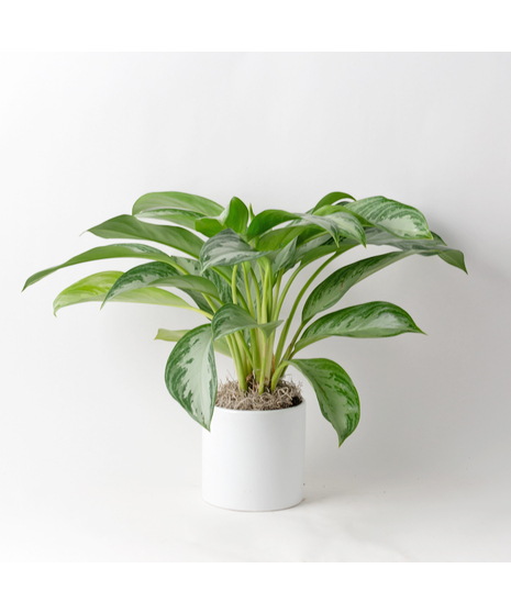 Deluxe Chinese Evergreen