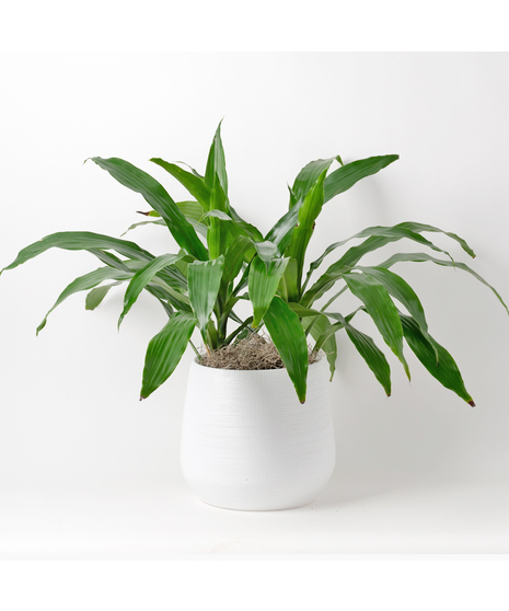 The 8-inch Dracaena Janet Craig, also known as Dracaena deremensis, is a distinguished member of the expansive Dracaena plant family. 