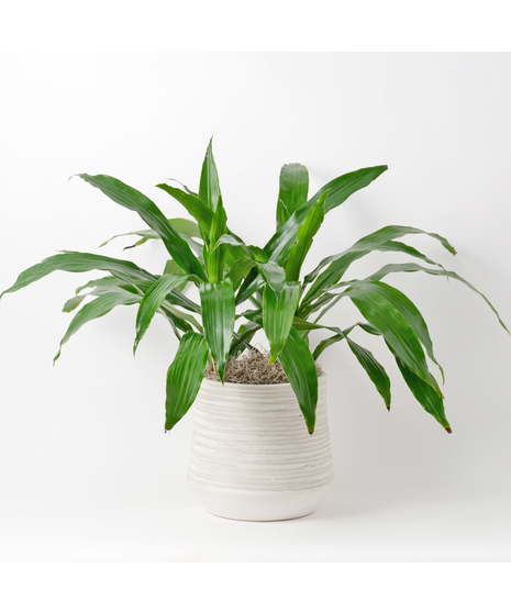 Deluxe Medium Dracaena Janet Craig