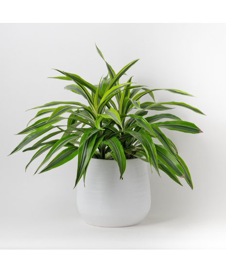 The 8-inch Dracaena Lemon Lime Warneckii, a striking member of the expansive Dracaena and Asparagus plant family