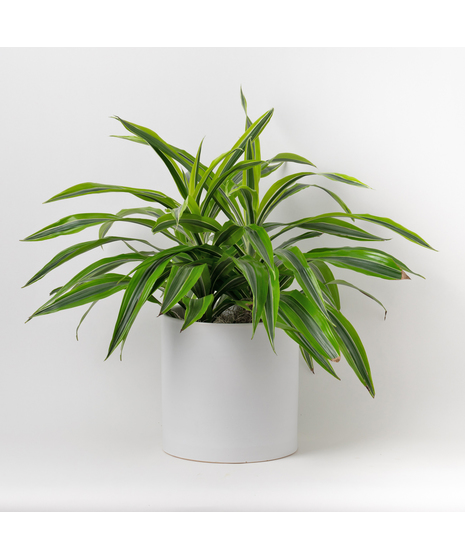 The 8-inch Dracaena Lemon Lime Warneckii, a striking member of the expansive Dracaena and Asparagus plant family