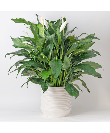 Elevate your indoor space with the timeless elegance of the Peace Lily, also known as Spathiphyllum. 