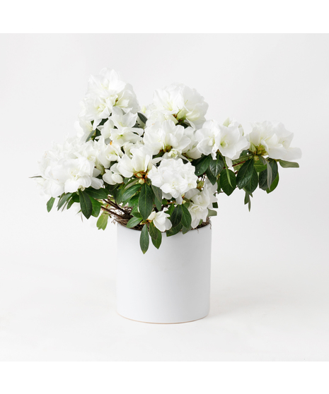 Deluxe White Azalea