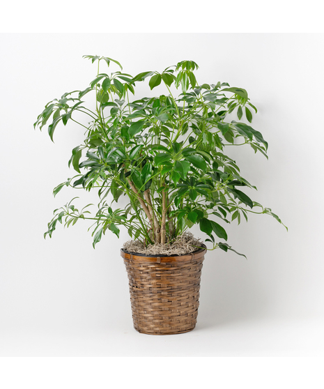 The 8-inch Arboricola is an easy-to-care-for houseplant that thrives in sunlight, making it a perfect addition to any indoor space.