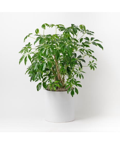 The 8-inch Arboricola is an easy-to-care-for houseplant that thrives in sunlight, making it a perfect addition to any indoor space.