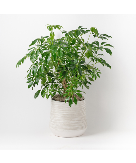 The 8-inch Arboricola is an easy-to-care-for houseplant that thrives in sunlight, making it a perfect addition to any indoor space.