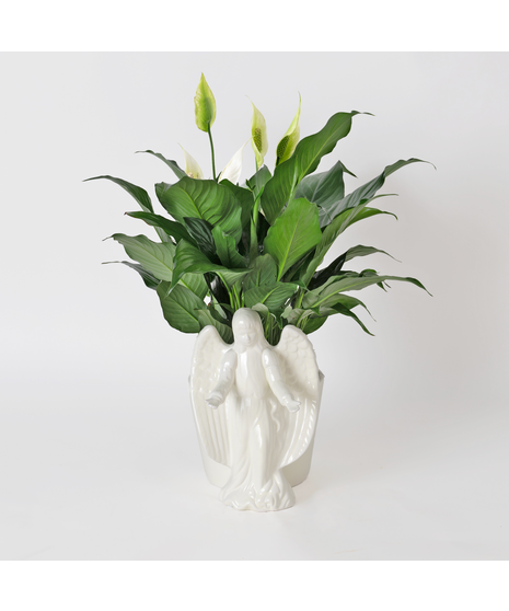 Angelic Spathiphyllum