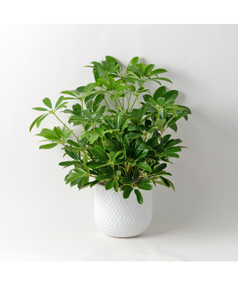 The 6-inch Arboricola plant is an easy-to-care-for houseplant that thrives in sunlight.