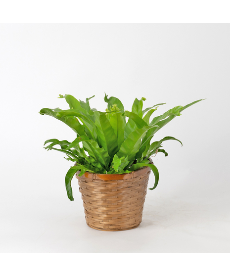 The Bird's Nest Fern is a striking houseplant known for its lush, tropical vibe and wavy, bright green fronds