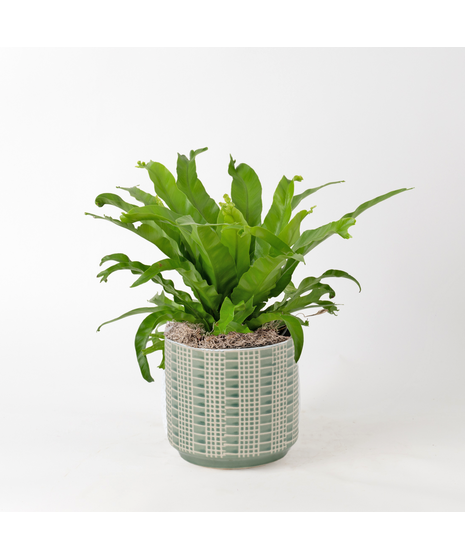 The Bird's Nest Fern is a striking houseplant known for its lush, tropical vibe and wavy, bright green fronds