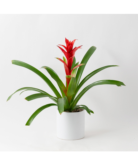 A perfect and glowing Bromeliad blooming plant.