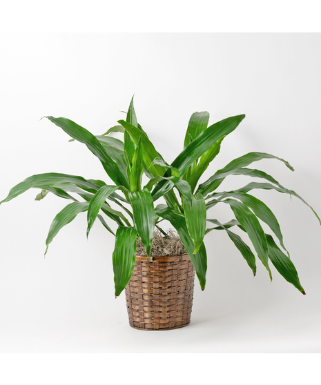 Medium Dracaena Janet Craig