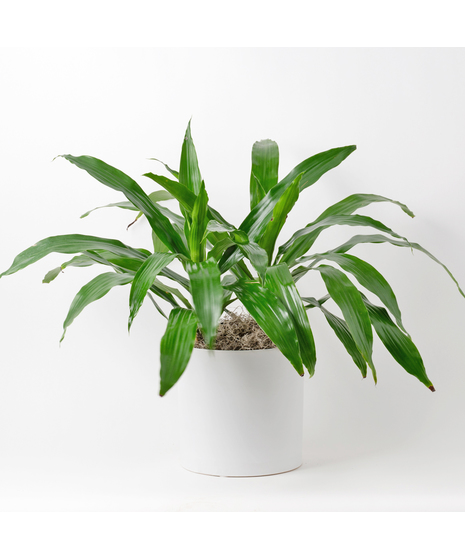 The 8-inch Dracaena Janet Craig, also known as Dracaena deremensis, is a distinguished member of the expansive Dracaena plant family. 