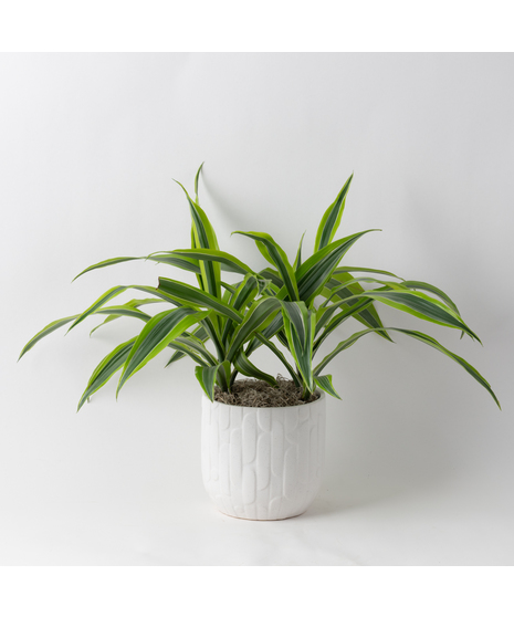 Deluxe Dracaena Warneckii