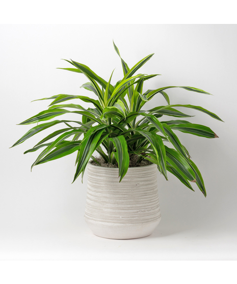 The 8-inch Dracaena Lemon Lime Warneckii, a striking member of the expansive Dracaena and Asparagus plant family