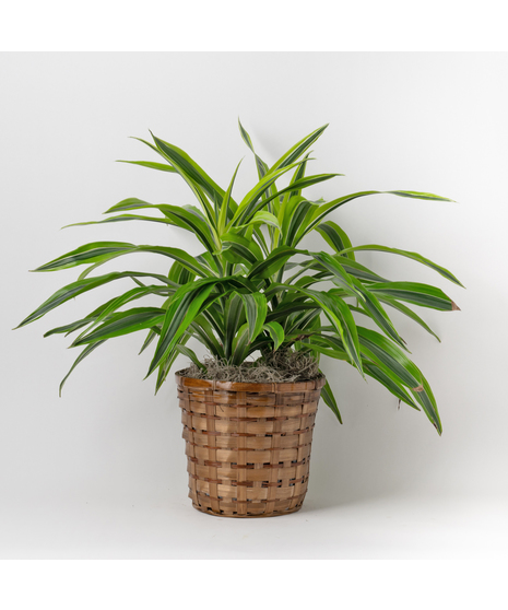 The 8-inch Dracaena Lemon Lime Warneckii, a striking member of the expansive Dracaena and Asparagus plant family