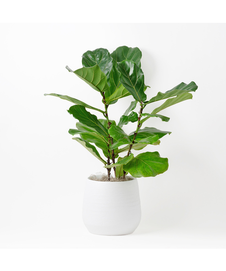 Deluxe Medium Fiddle-Leaf Fig